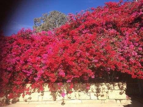 Terrace Loveliness 